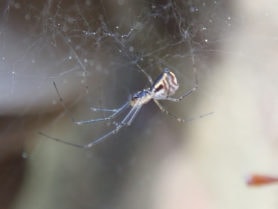 Picture of Neriene radiata (Filmy Dome Spider) - Lateral,Webs