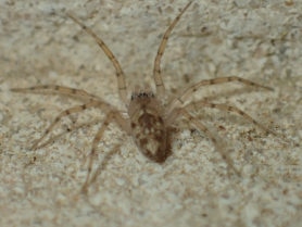 Picture of Oecobius spp. - Male - Dorsal
