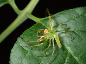 Picture of Lyssomanes viridis (Magnolia Green Jumper) - Male - Dorsal,Lateral