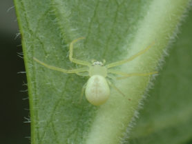 Picture of Thomisidae (Crab Spiders) - Female - Dorsal