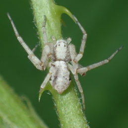 Featured spider picture of Philodromus marxi ( Metallic Crab Spider)