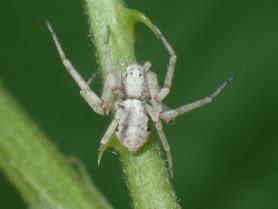 Picture of Philodromus marxi ( Metallic Crab Spider) - Dorsal