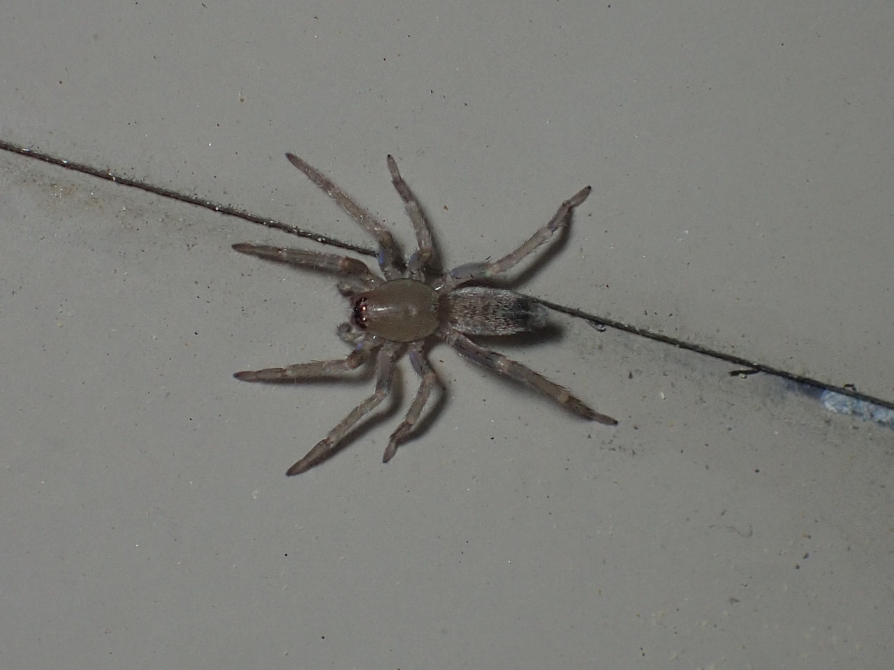 Picture of Clubionidae (Sac Spiders) - Dorsal