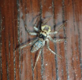 Picture of Maevia inclemens (Dimorphic Jumper) - Male - Dorsal