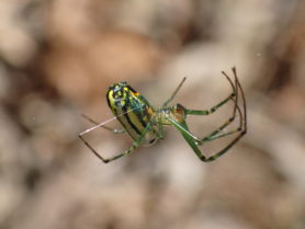 Picture of Leucauge venusta (Orchard Orb-weaver) - Lateral