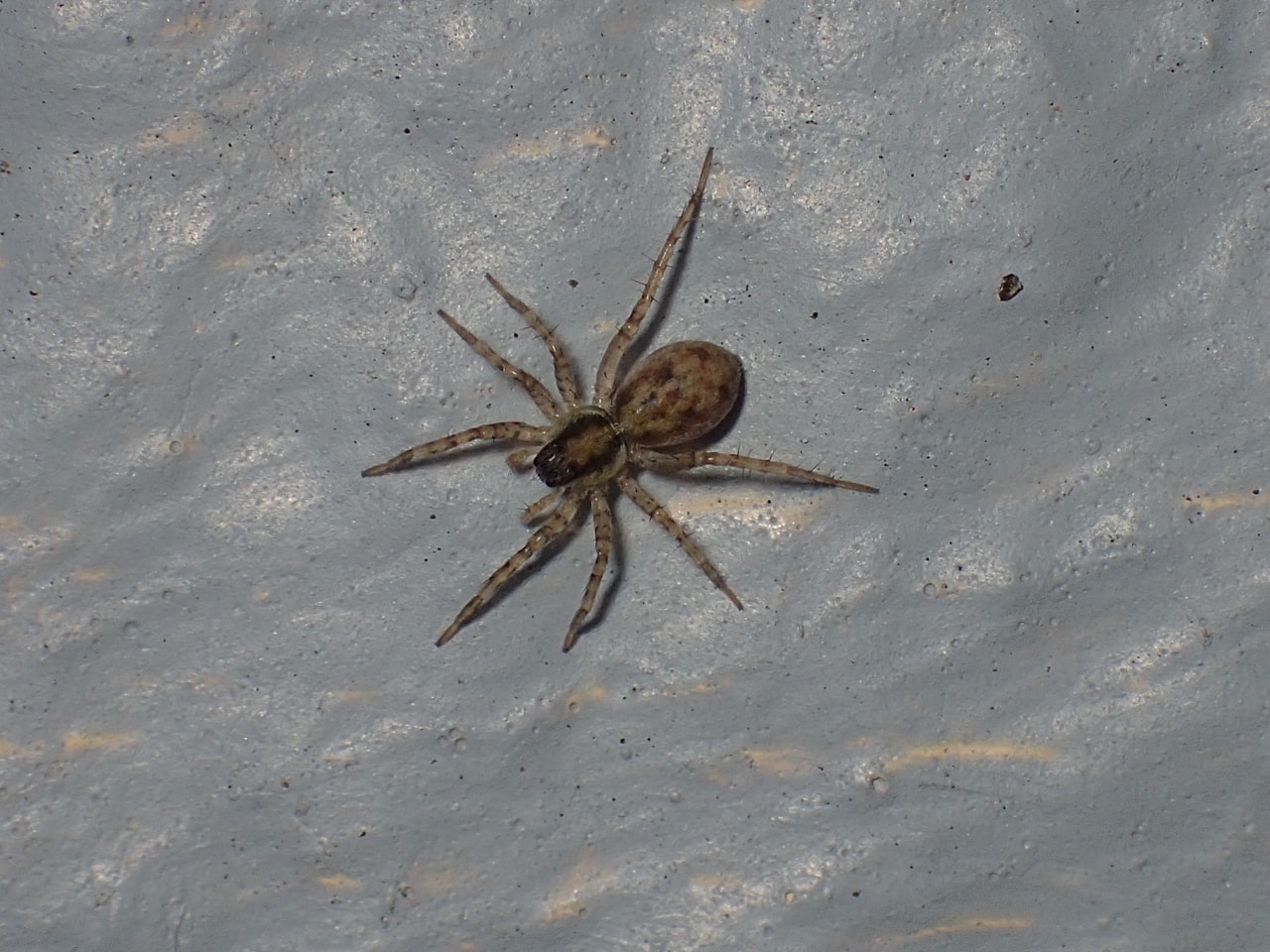 Picture of Pardosa (Thin-legged Wolf Spiders) - Dorsal