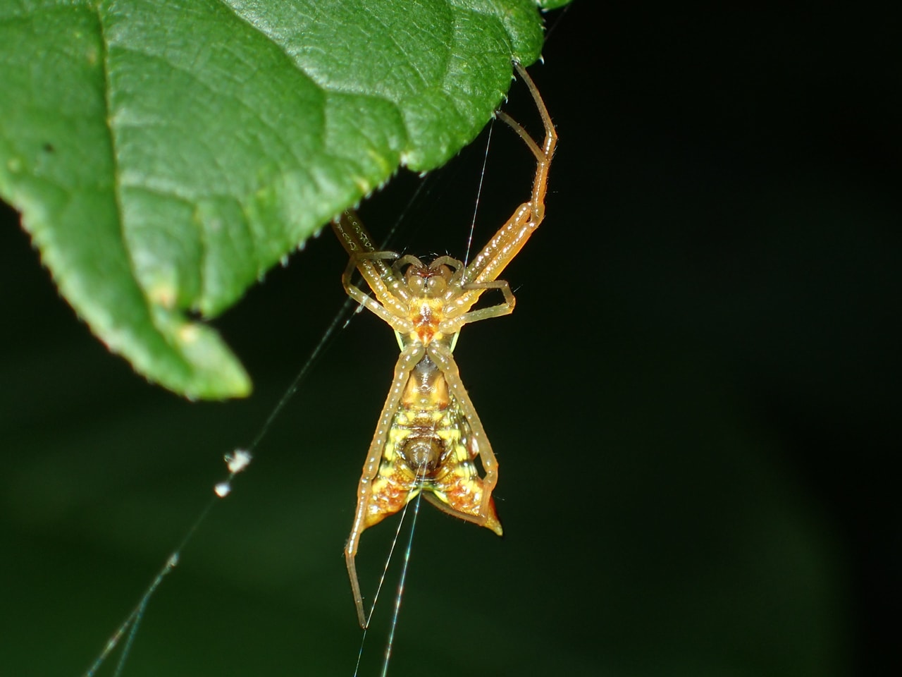 Picture of Micrathena sagittata (Arrow-shaped Micrathena) - Female - Ventral