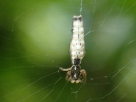 Picture of Micrathena gracilis (Spined Micrathena) - Male - Dorsal,Webs