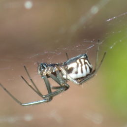 Featured spider picture of Frontinella pyramitela (Bowl and Doily Weaver)