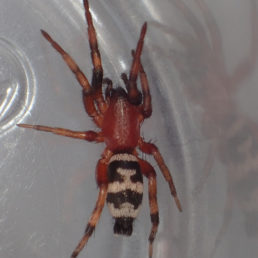 Featured spider picture of Sergiolus capulatus