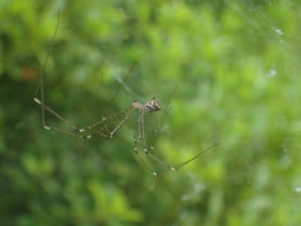 Picture of Crossopriza lyoni (Tailed Daddy Longlegs) - Lateral
