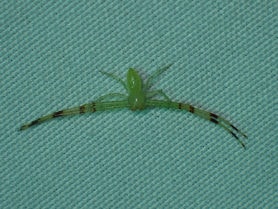 Picture of Mecaphesa spp. - Dorsal