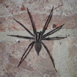 Featured spider picture of Agelenopsis naevia