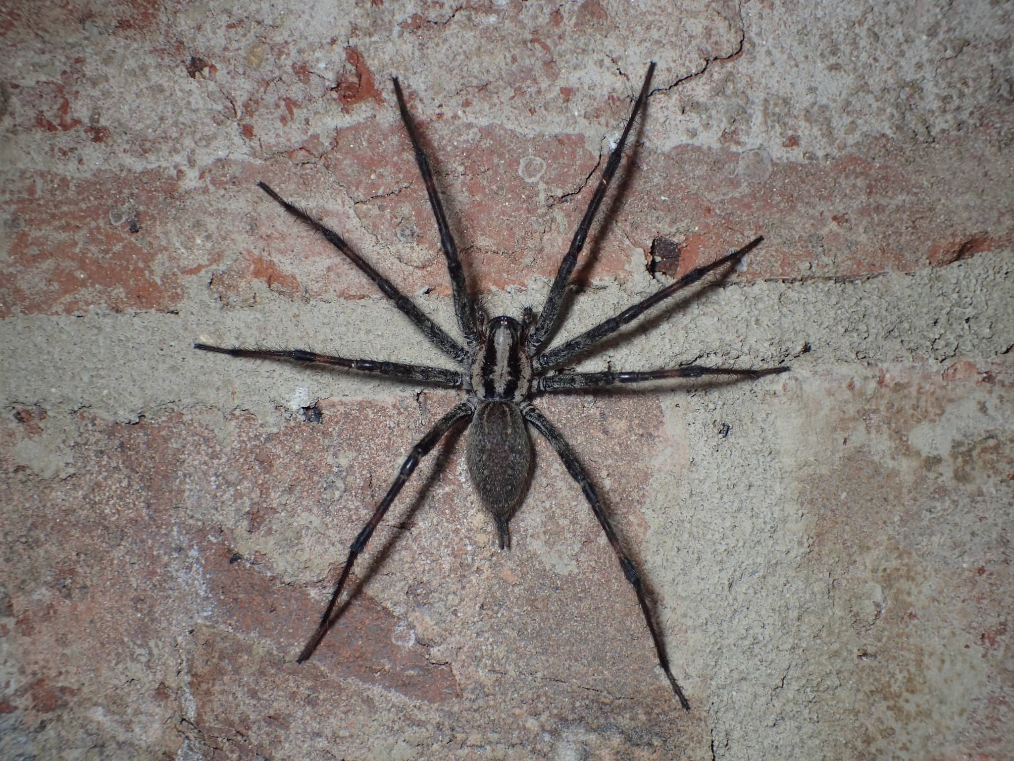 Picture of Agelenopsis naevia - Dorsal