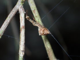 Picture of Uloborus glomosus (Feather-legged Orb-weaver) - Lateral,Webs