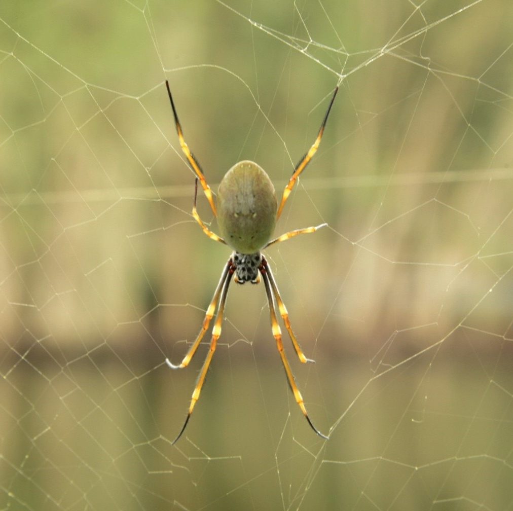 Picture of Nephila (Golden Silk Orb-weavers) - Female - Dorsal,Webs