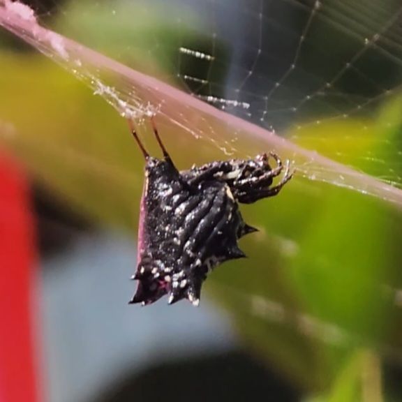 Picture of Micrathena gracilis (Spined Micrathena) - Lateral,Webs