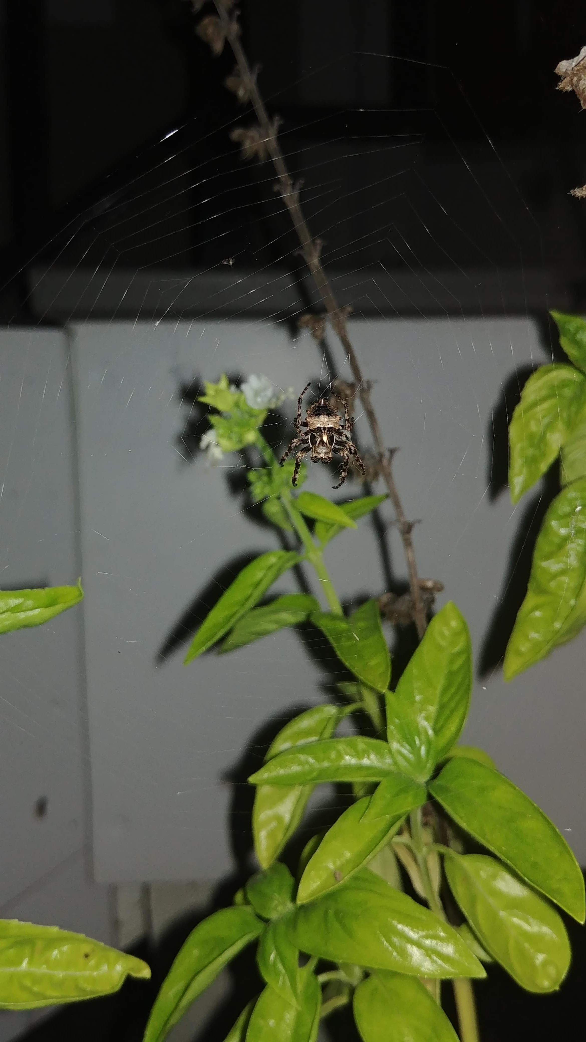 Picture of Acanthepeira stellata (Star-bellied Orb-weaver) - Dorsal,Webs