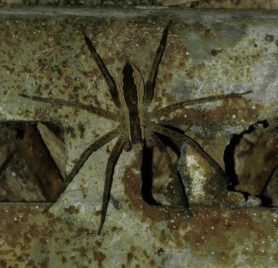 Picture of Pisaurina mira (Nursery Web Spider) - Female - Dorsal