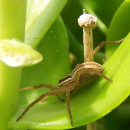 Featured spider picture of Dolomedes minor (Nursery Spider)