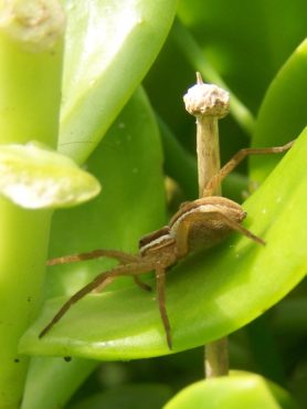 Picture of Dolomedes minor (Nursery Spider) - Lateral