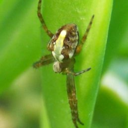 Featured spider picture of Novaranea queribunda