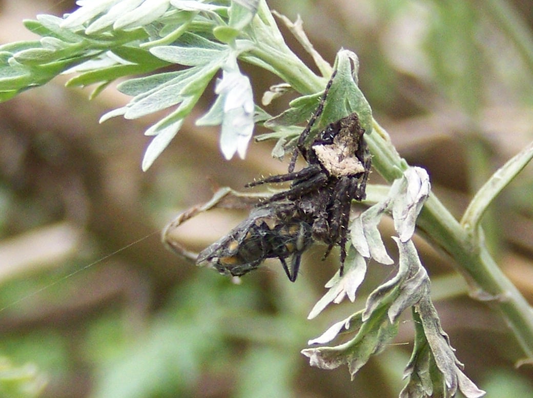 Picture of Eriophora pustulosa (Garden Orb-weaver Spider) - Male - Dorsal,Prey