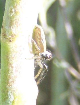 Picture of Trite auricoma (Golden Brown Jumping Spider) - Lateral