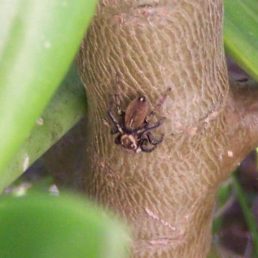 Featured spider picture of Trite parvula (House Hopper)