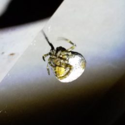 Featured spider picture of Mastophora cornigera