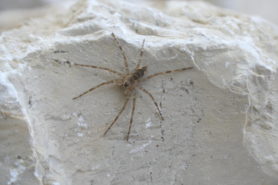 Picture of Dolomedes spp. (Fishing Spiders) - Dorsal