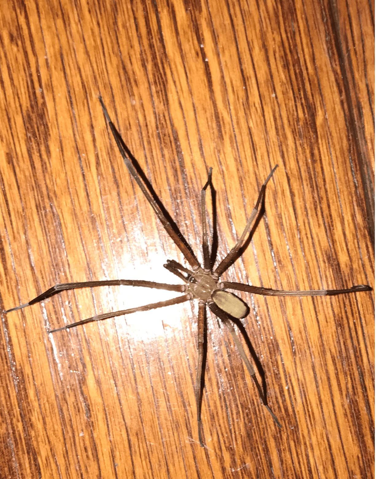 Picture of Kukulcania hibernalis (Southern House Spider) - Male - Dorsal