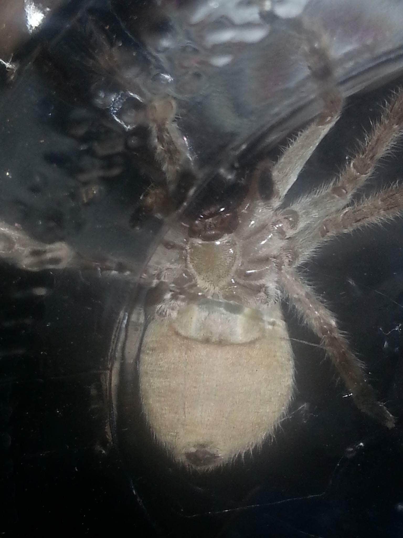 Picture of Olios giganteus (Giant Crab Spider) - Ventral