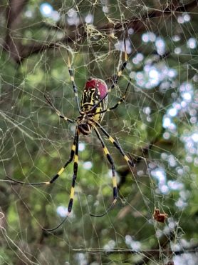 Picture of Trichonephila clavata (Joro spider) - Ventral,Webs
