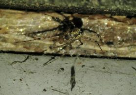 Picture of Pityohyphantes costatus (Hammock Spider) - Male - Ventral
