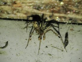 Picture of Pityohyphantes costatus (Hammock Spider) - Male - Lateral,Webs