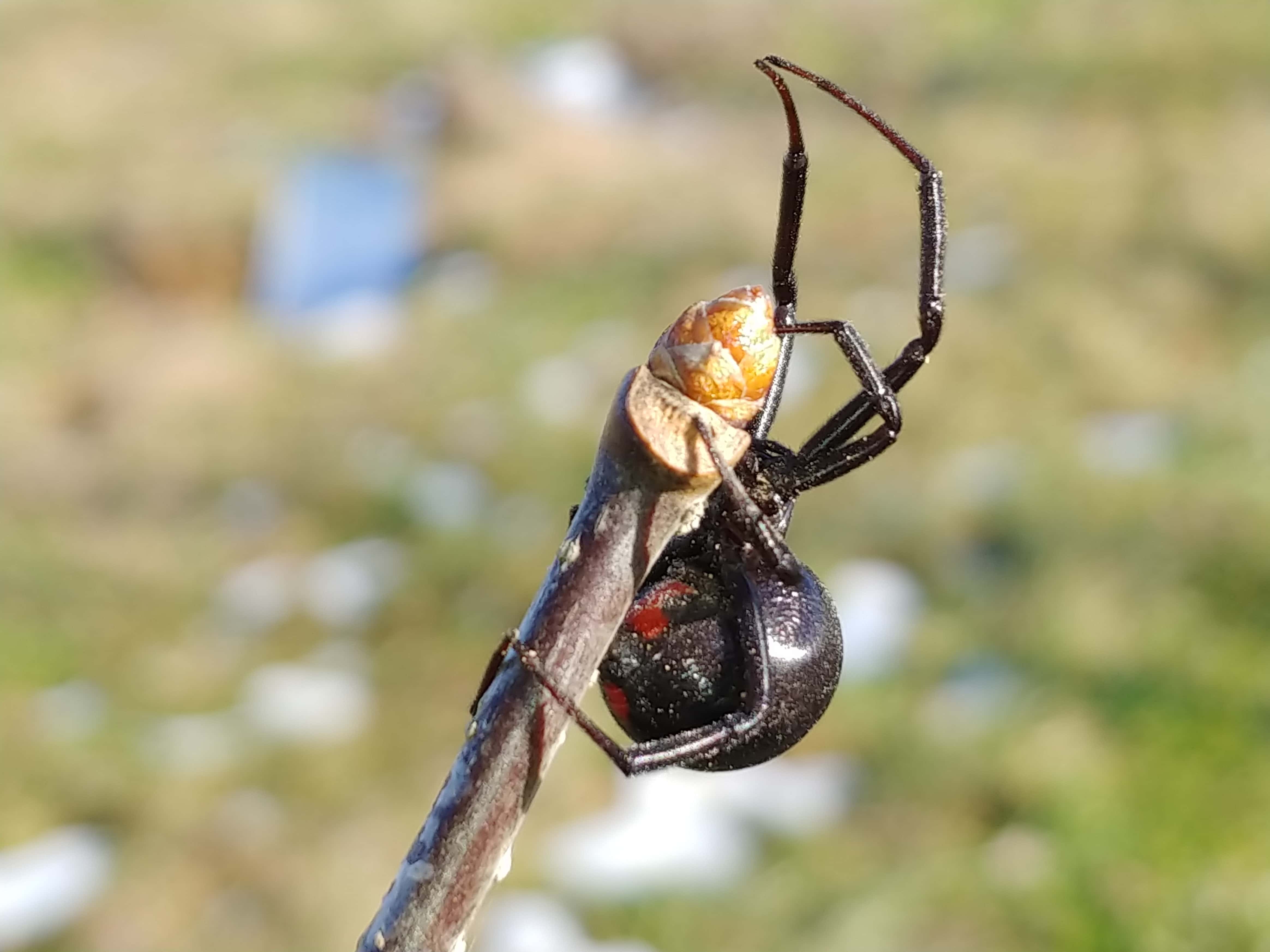 Picture of Latrodectus mactans (Southern Black Widow) - Female - Lateral,Ventral