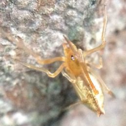 Featured spider picture of Neospintharus trigonum