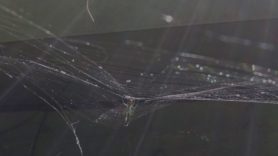 Picture of Leucauge argyrobapta (Mabel Orchard Orb-weaver) - Ventral,Webs