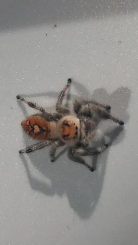 Picture of Phidippus regius (Regal Jumping Spider) - Dorsal