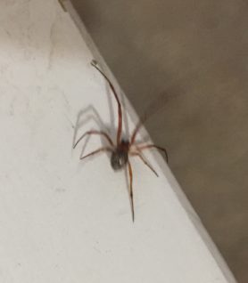 Picture of Parasteatoda tepidariorum (Common House Spider) - Male - Dorsal