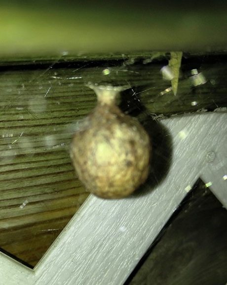 Picture of Argiope aurantia (Black and Yellow Garden Spider) - Egg sacs