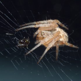 Picture of Araneidae (Orb-weavers) - Eyes,Webs,Prey