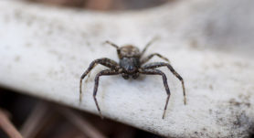 Picture of Bassaniana spp. (Bark Crab Spiders) - Male