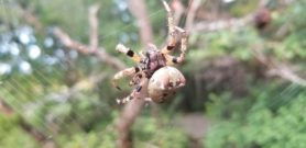 Picture of Araneus bicentenarius (Giant Lichen Orb-weaver) - Dorsal,Webs