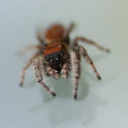 Featured spider picture of Phidippus whitmani