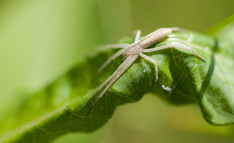 Picture of Tibellus oblongus - Female - Lateral