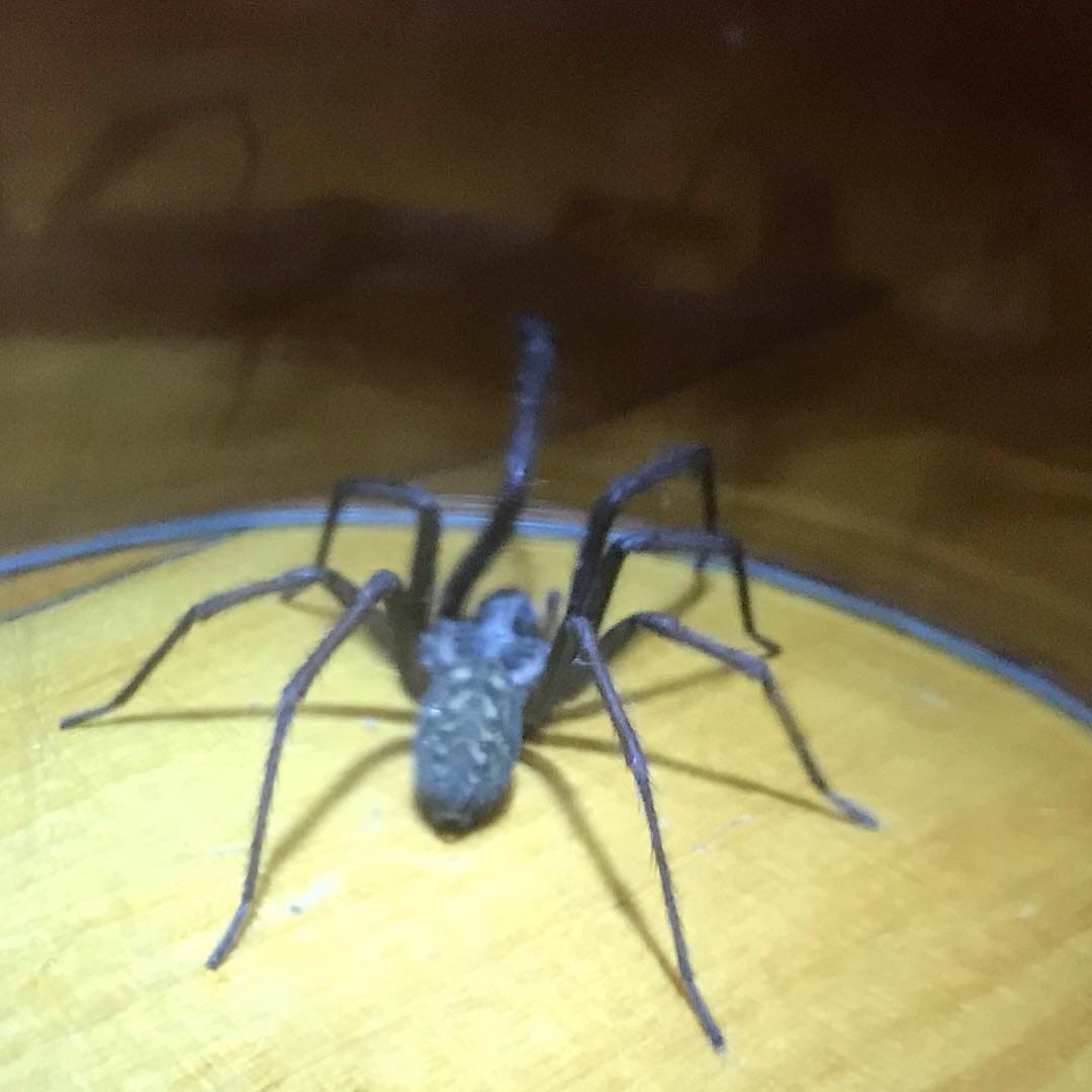 Picture of Eratigena atrica (Giant House Spider) - Dorsal