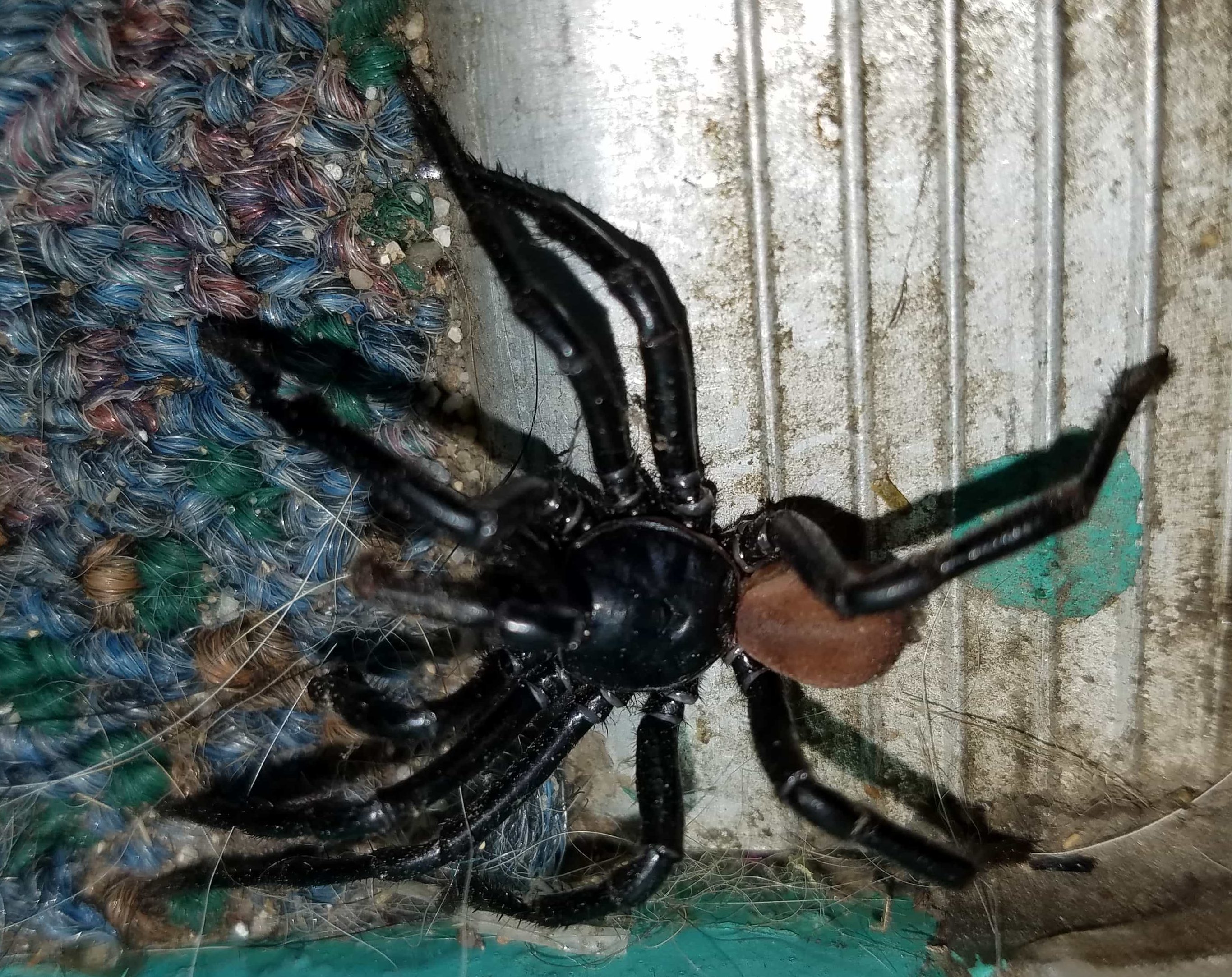 Picture of Bothriocyrtum californicum (California Trapdoor Spider) - Male - Lateral