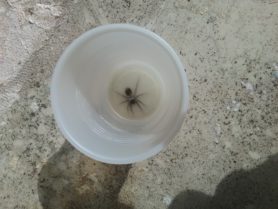 Picture of Lycosidae (Wolf Spiders) - Dorsal